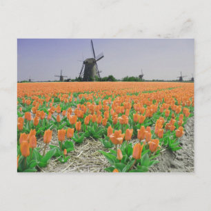 Popart Windmills Orange Tulips Postcard