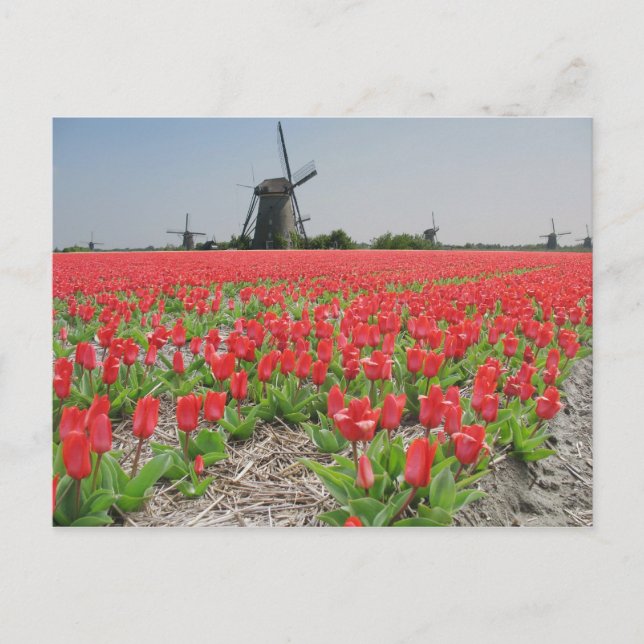 Popart Windmills Red Tulips Postcard (Front)