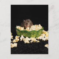 Popcorn lover