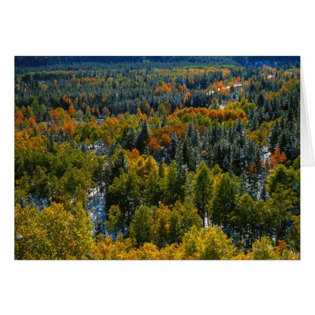 Poplar and Spruce Trees (Front Horizontal)