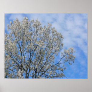 Poplar Tree Fluff Snow In June Nature Poster