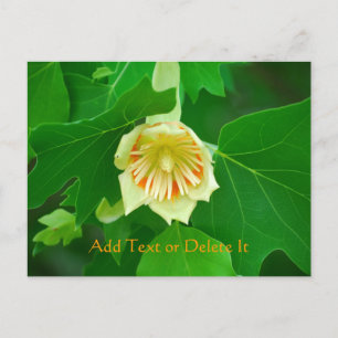 Poplar Tree Tulip Postcard