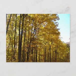 Poplars Postcard