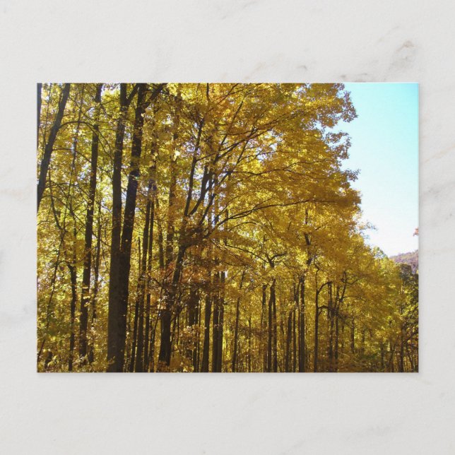Poplars Postcard (Front)