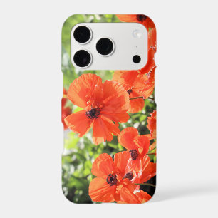 Poppies