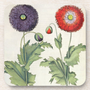 Poppies: 1.Papaver flore multiplici incarnato; 2.P Coaster