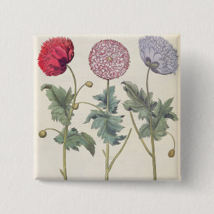 Poppies: 1.Papaver multiplex albumoris rubicundis; 15 Cm Square Badge