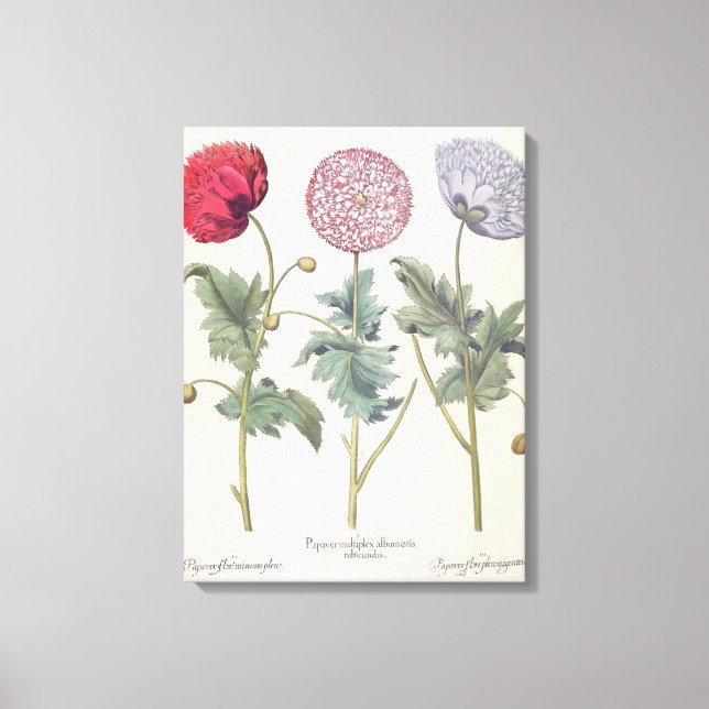 Poppies: 1.Papaver multiplex albumoris rubicundis; Canvas Print (Front)