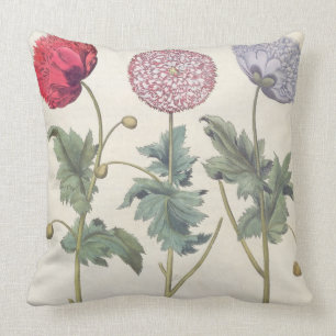 Poppies: 1.Papaver multiplex albumoris rubicundis; Cushion