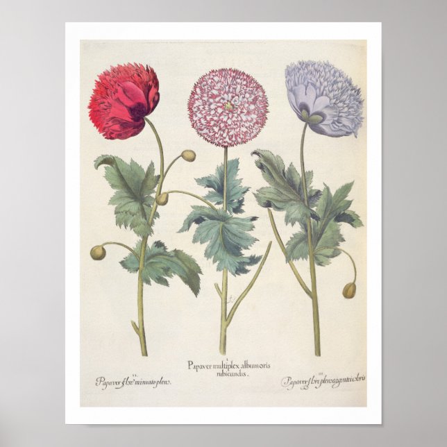 Poppies: 1.Papaver multiplex albumoris rubicundis; Poster (Front)