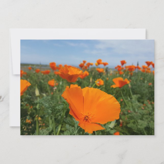 Poppies again (Front)