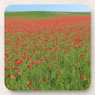 Poppies alive! coaster