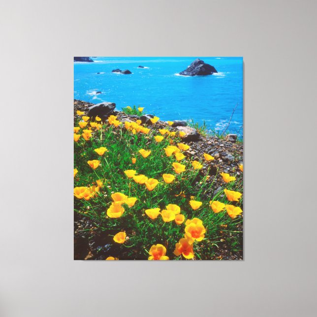 Poppies along the Pacific Coast Canvas Print (Front)
