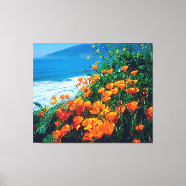 Poppies along the Pacific Coast near Big Sur Canvas Print (Front)