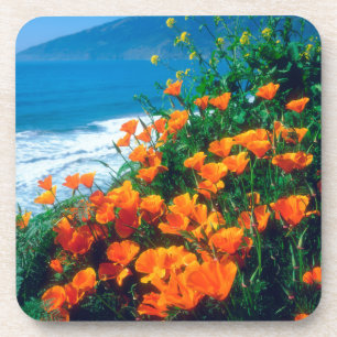 Poppies along the Pacific Coast near Big Sur Coaster