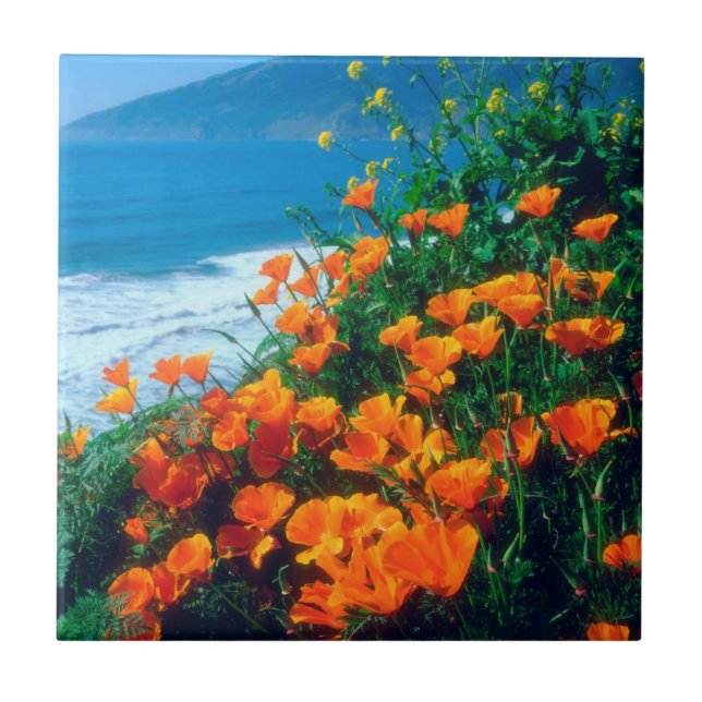 Poppies along the Pacific Coast near Big Sur Tile (Front)