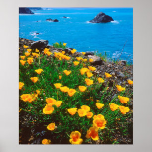 Poppies along the Pacific Coast Poster