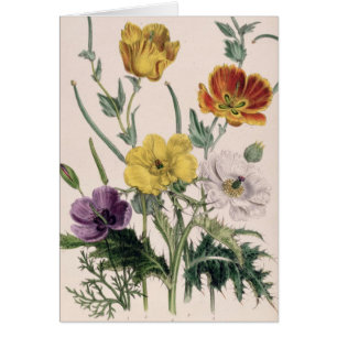 Poppies and Anemones