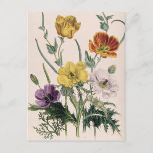 Poppies and Anemones Postcard