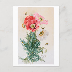 Poppies and Bees Painting Vintage Postcard