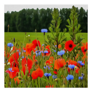 Poppies And Cornflowers Realistic Landscape Art Poster