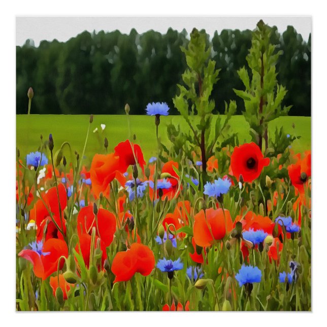 Poppies And Cornflowers Realistic Landscape Art Poster (Front)
