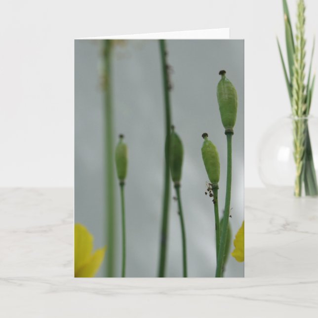 Poppies and shade 11 Floral Photography Greeting C Card (Front)