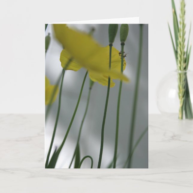 Poppies and shade 8 Floral Photography Greeting C Card (Front)
