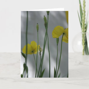 Poppies and shade 9 Floral Photography Greeting C Card