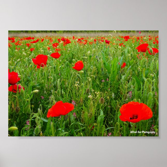 Poppies and Wildflowers Poster (Front)