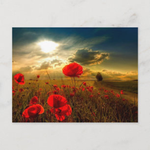 Poppies beautiful day postcard