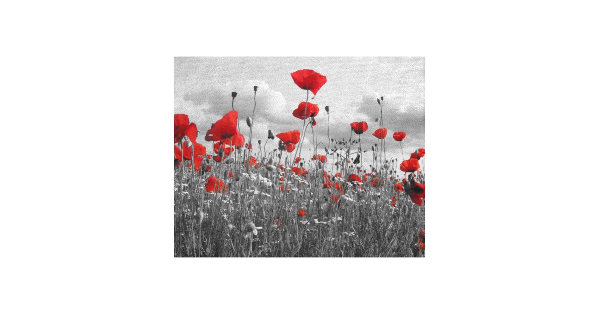 Poppies Black, White and Red Canvas Print | Zazzle.co.uk