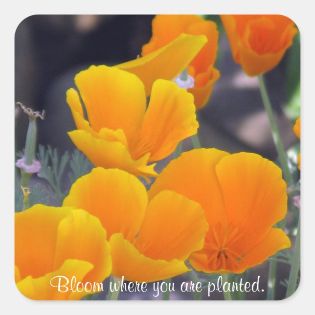 Poppies - Bloom Where Planted Stickers (Front)