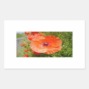 Poppies - Coquelicots Rectangular Sticker