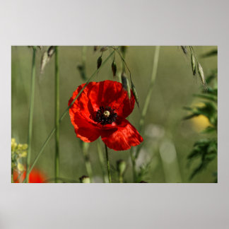 Poppies guard poster