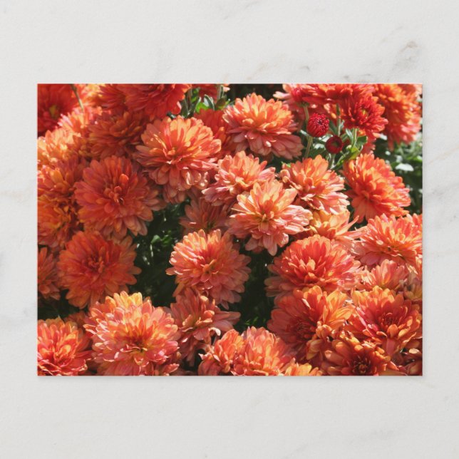 Poppies I Postcard (Front)