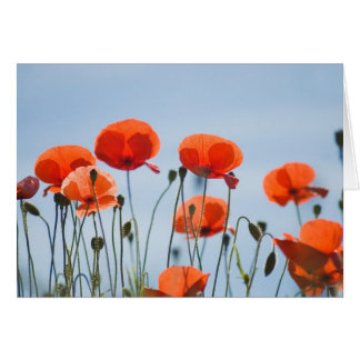 Poppies in a field in Nidd