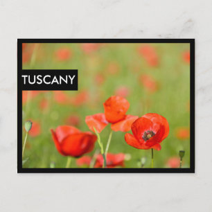 Poppies in a poppy field black edge postcard
