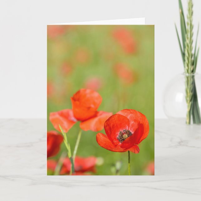 Poppies in a poppy field greeting card (Front)