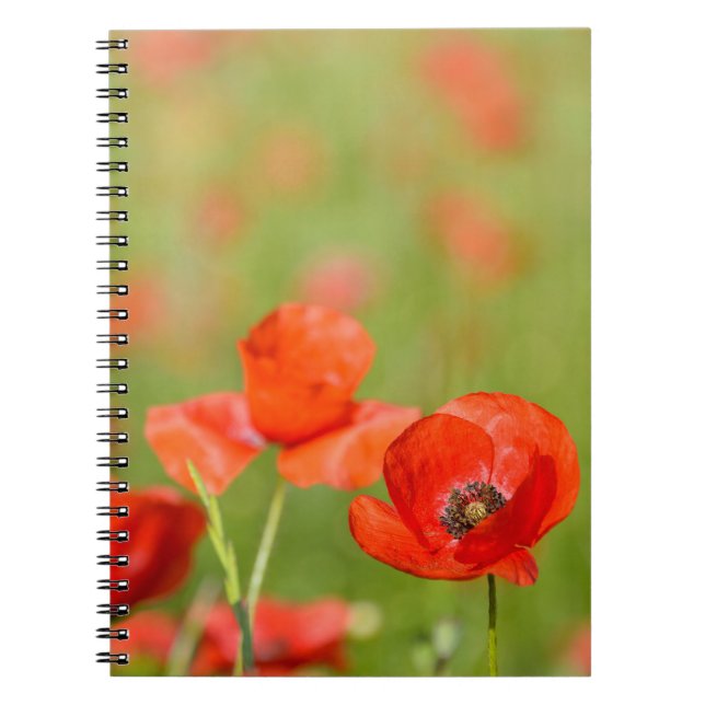 Poppies in a poppy field notebook (Front)