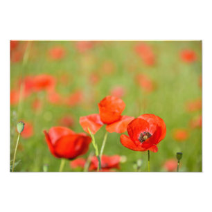 Poppies in a poppy field photo print