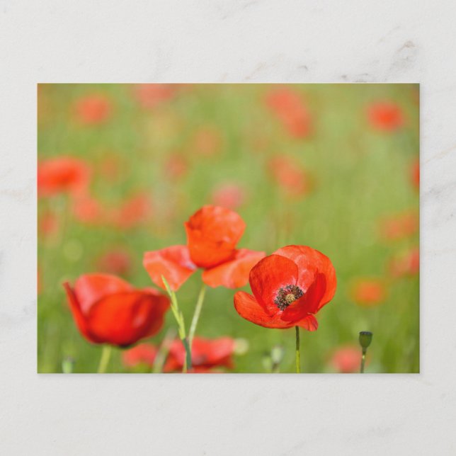 Poppies in a poppy field postcard (Front)