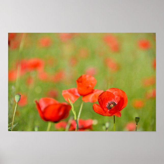 Poppies in a poppy field poster (Front)