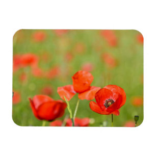 Poppies in a poppy field rectangular magnet