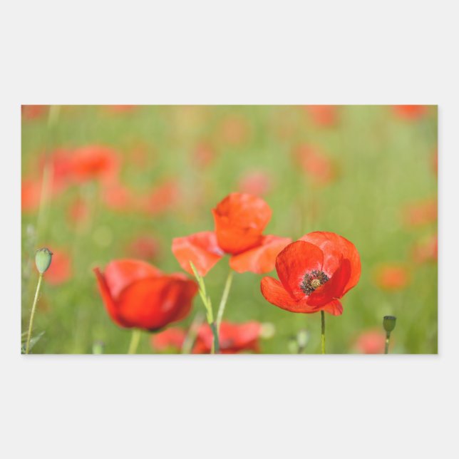Poppies in a poppy field rectangular sticker (Front)