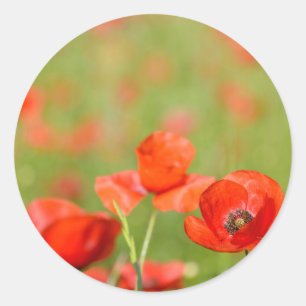 Poppies in a poppy field round sticker