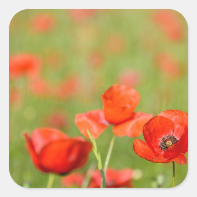 Poppies in a poppy field sticker (Front)
