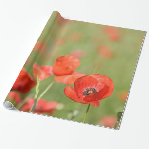 Poppies in a poppy field wrapping paper