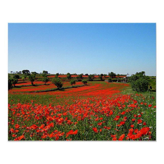 Poppies in Bloom Poster (Front)