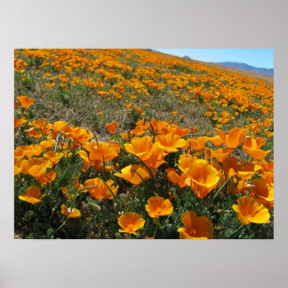 Poppies in Perspective Poster